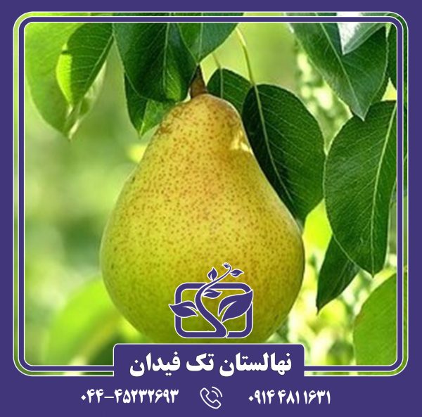 نهال گلابی نطنز