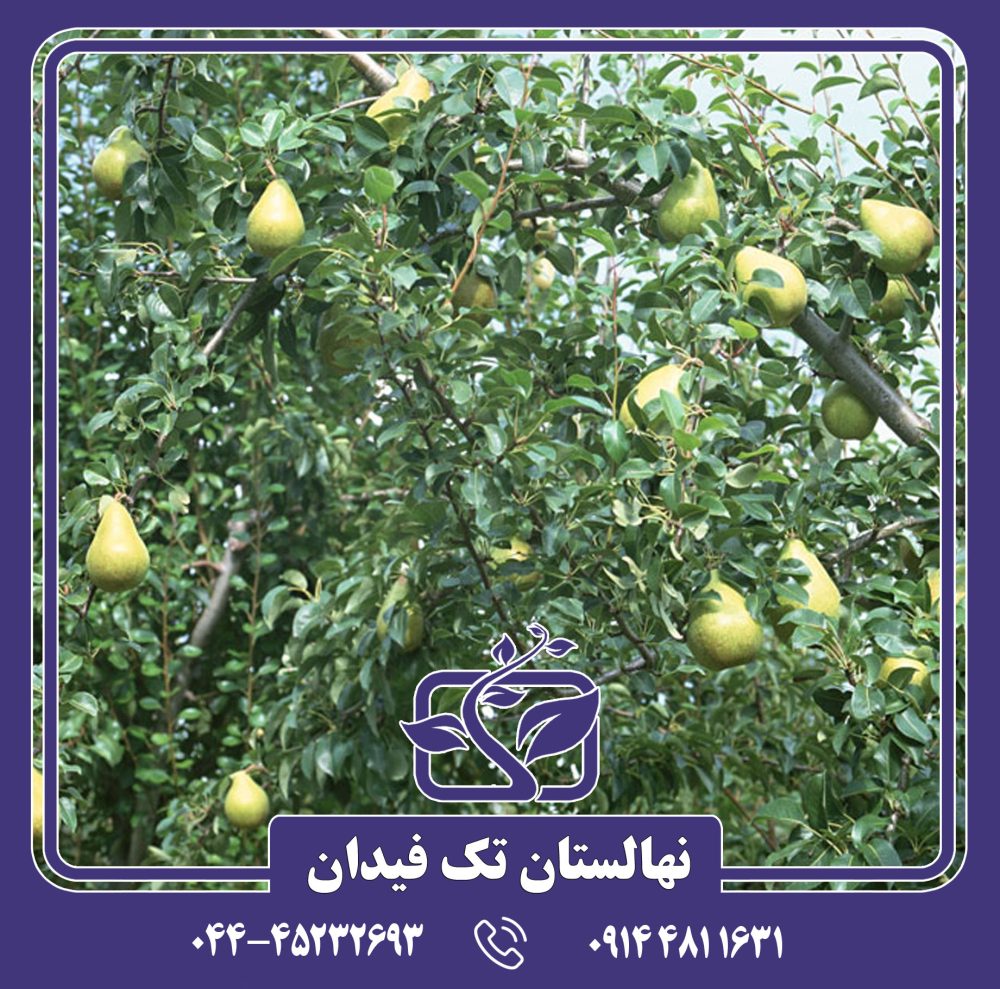 نهال گلابی نطنز