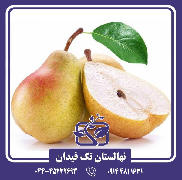 نهال گلابی ویلیام