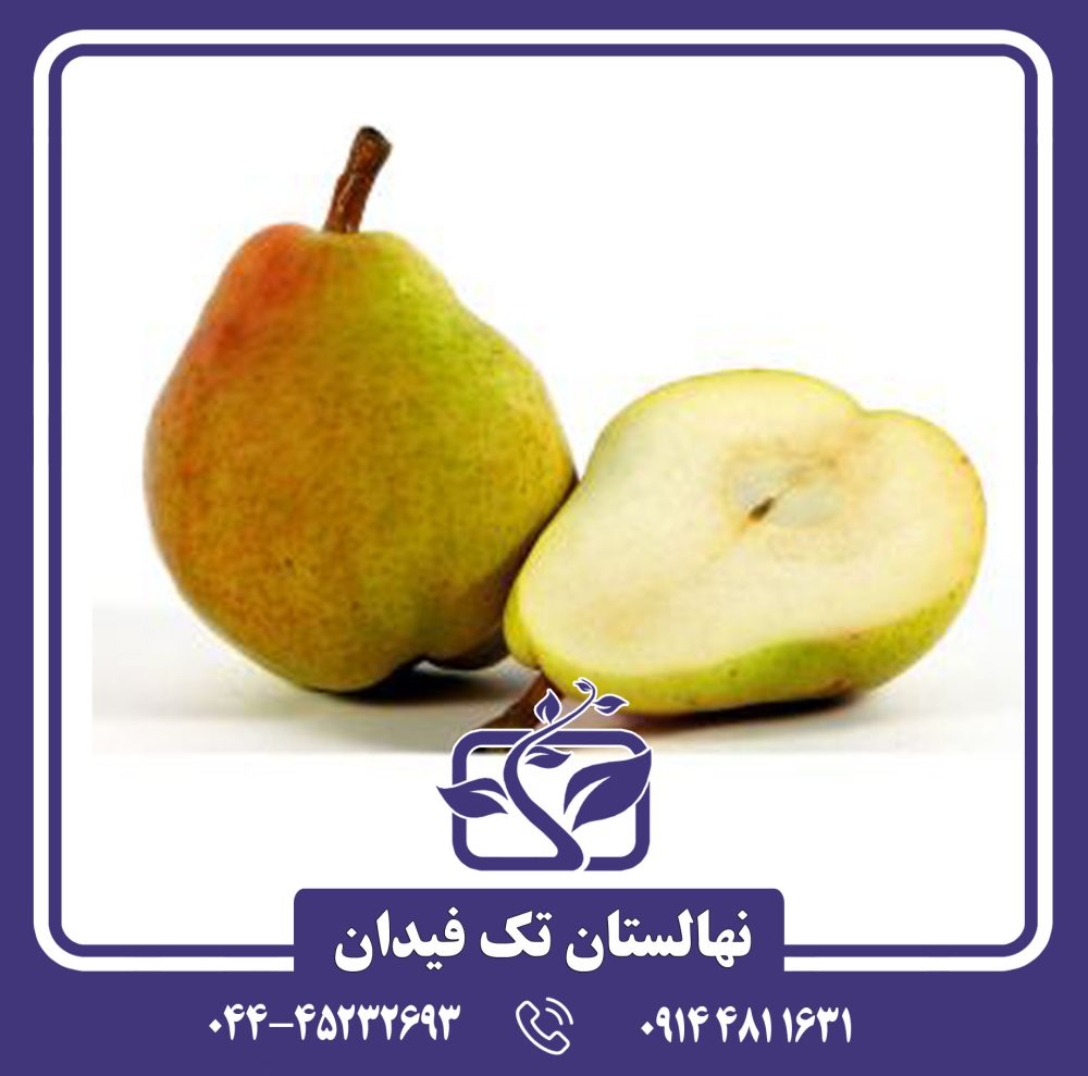 نهال گلابی ویلیام