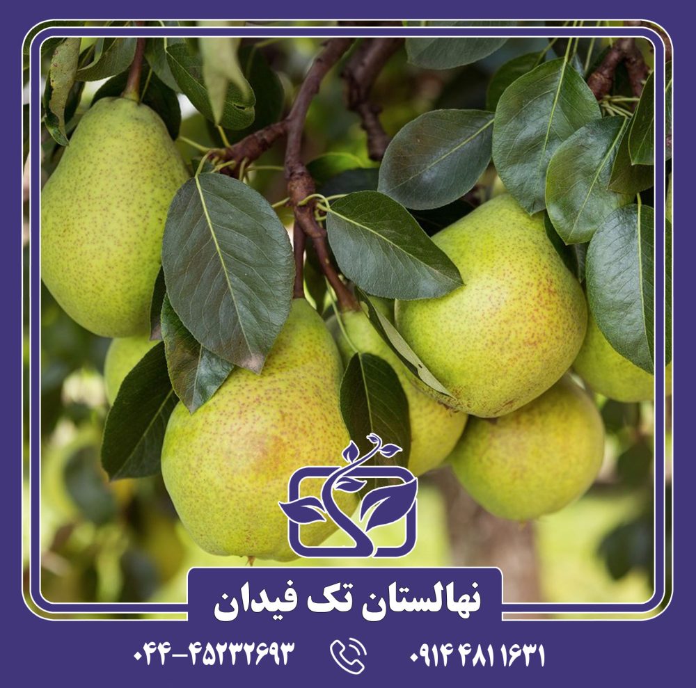نهال گلابی ویلیام
