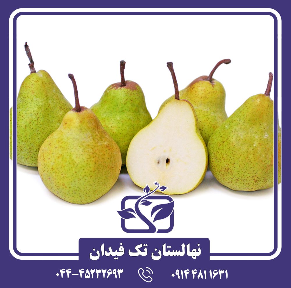 نهال گلابی ویلیام