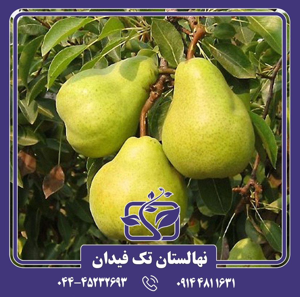 نهال گلابی ویلیام
