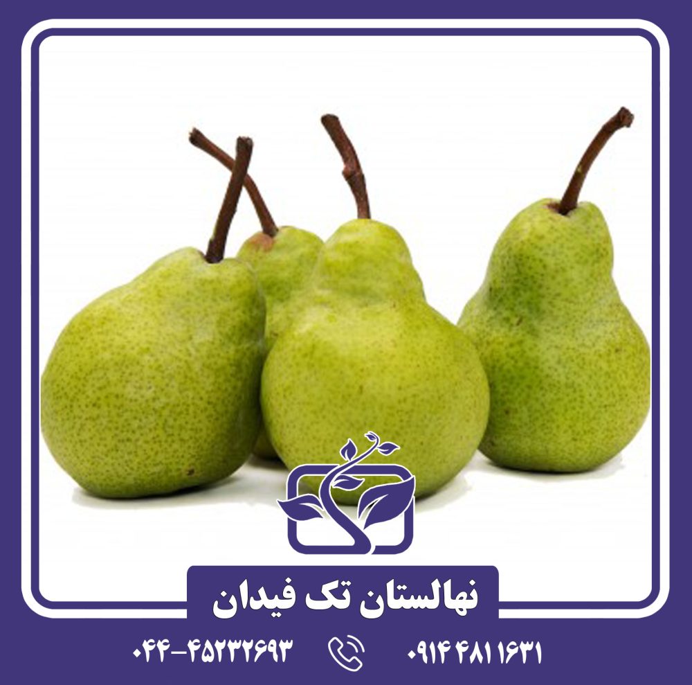 نهال گلابی ویلیام