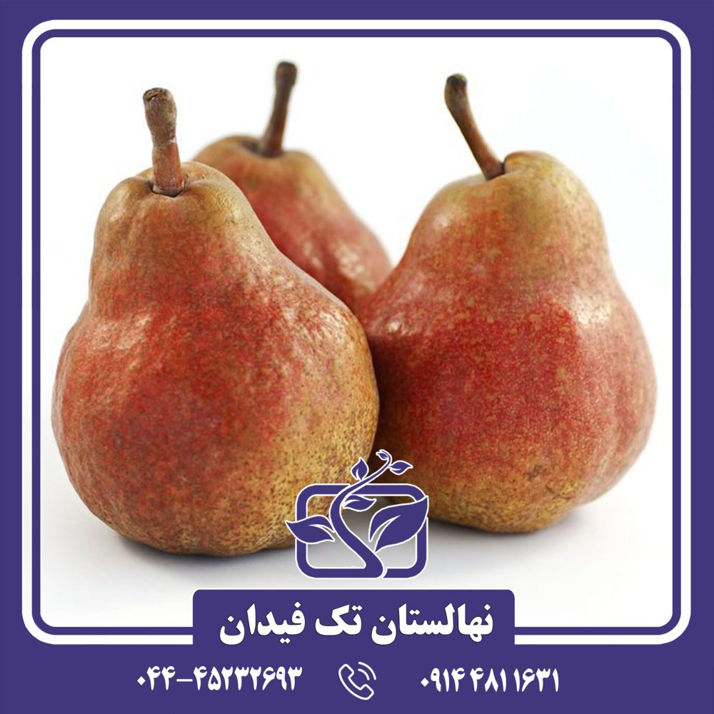 نهال گلابی پایه رویشی پیروودارف