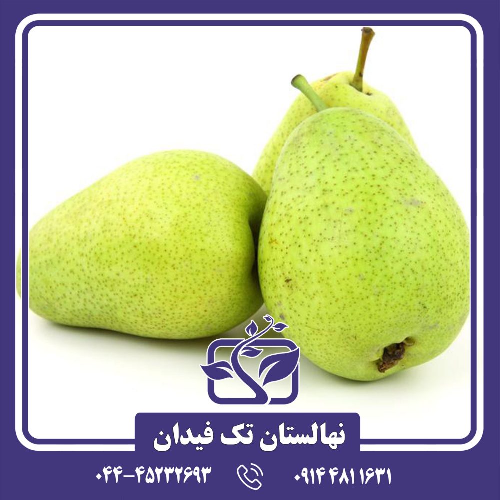 نهال گلابی پایه رویشی پیروودارف