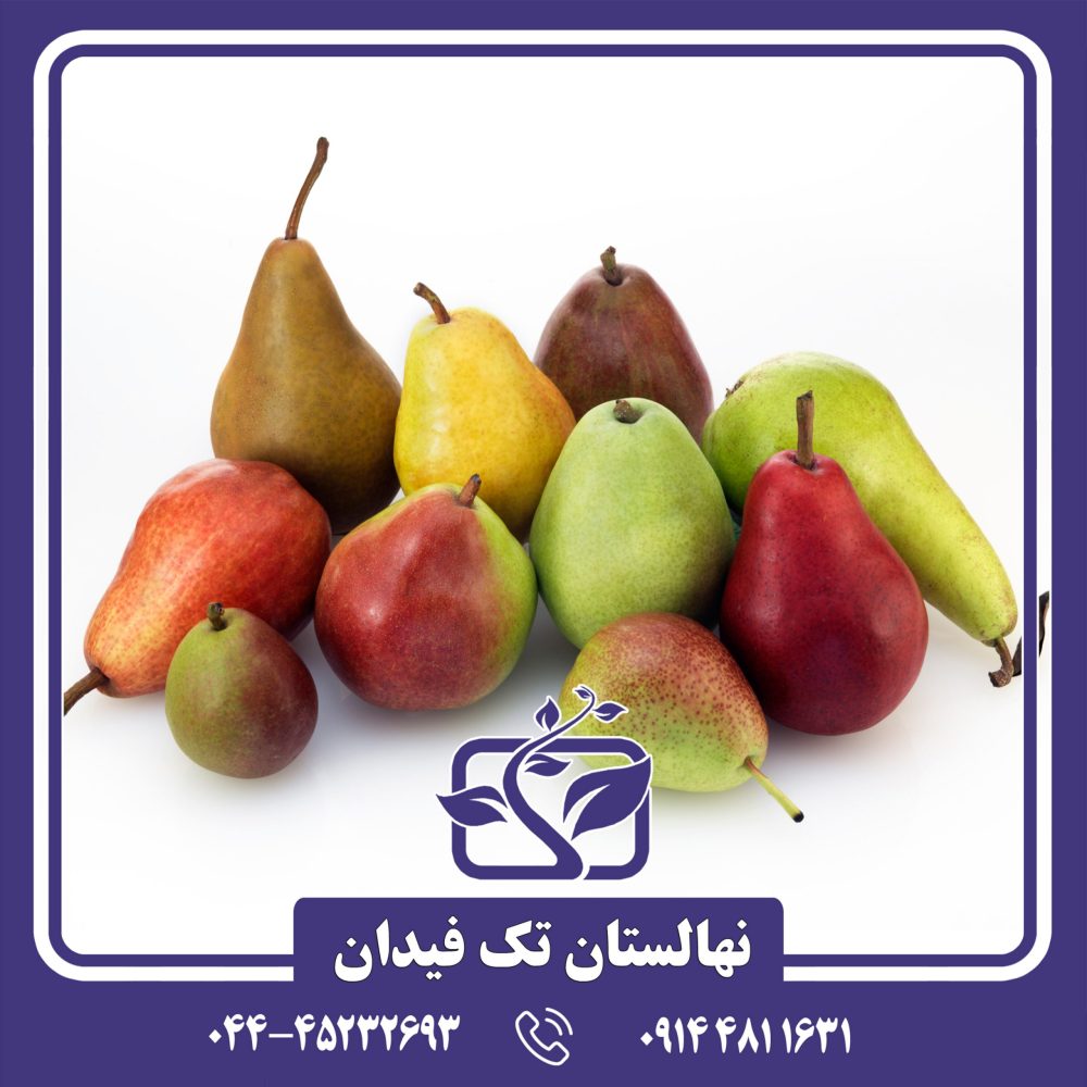 نهال گلابی پایه رویشی پیروودارف