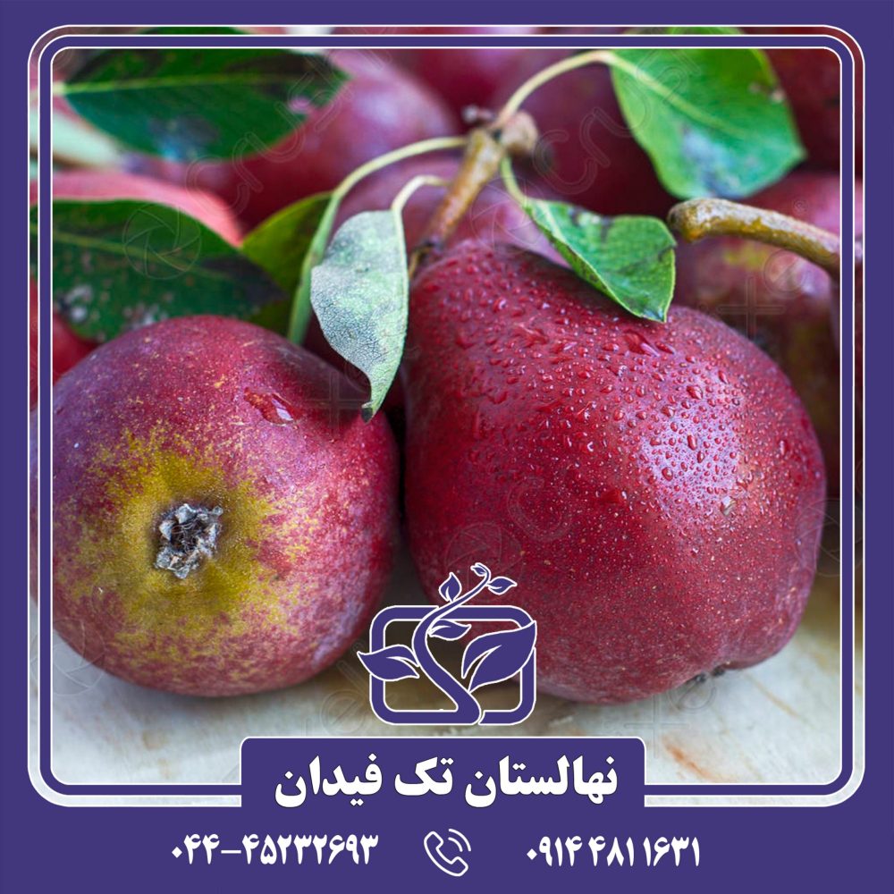 نهال گلابی پایه رویشی پیروودارف