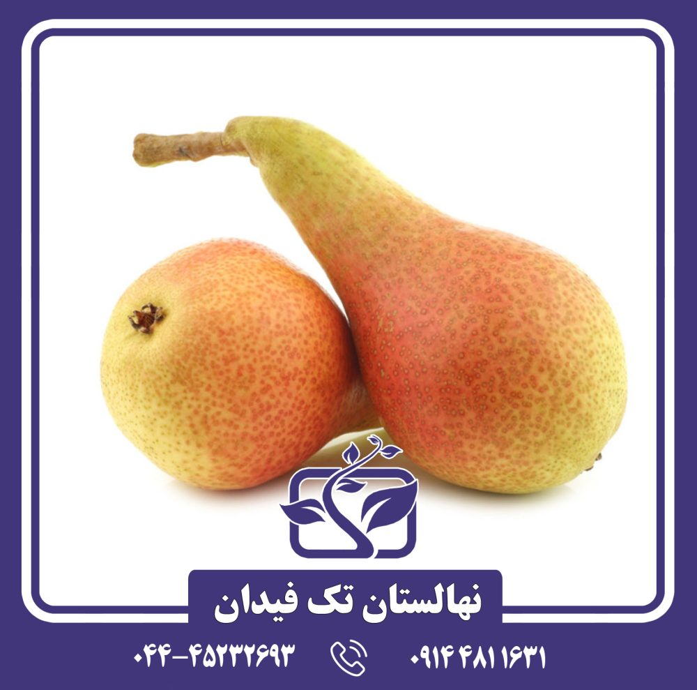 نهال گلابی کارمن