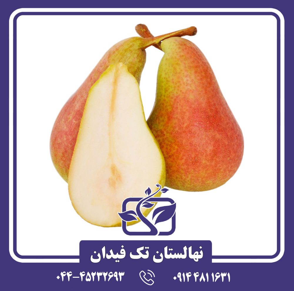 نهال گلابی کارمن