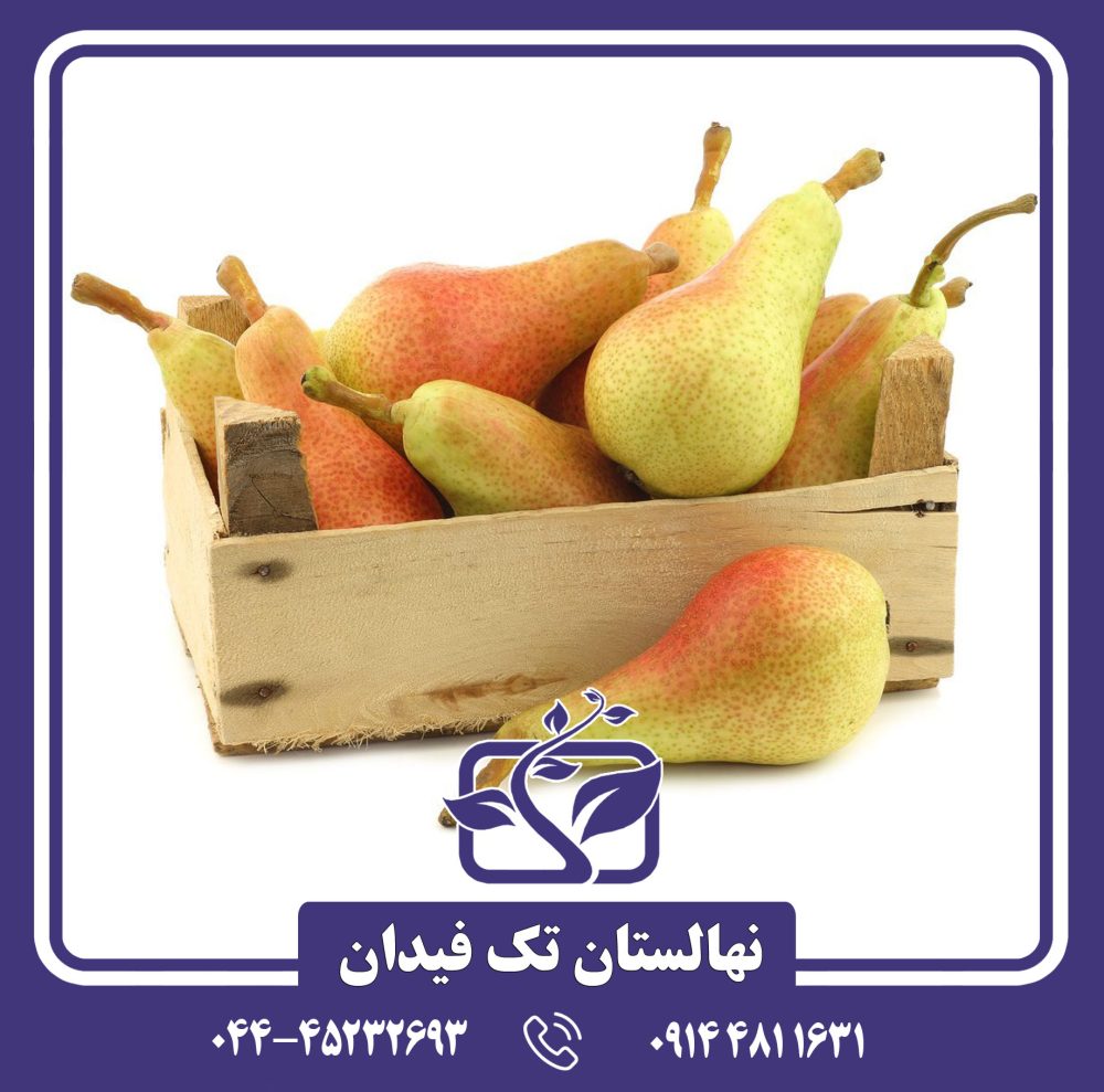 نهال گلابی کارمن