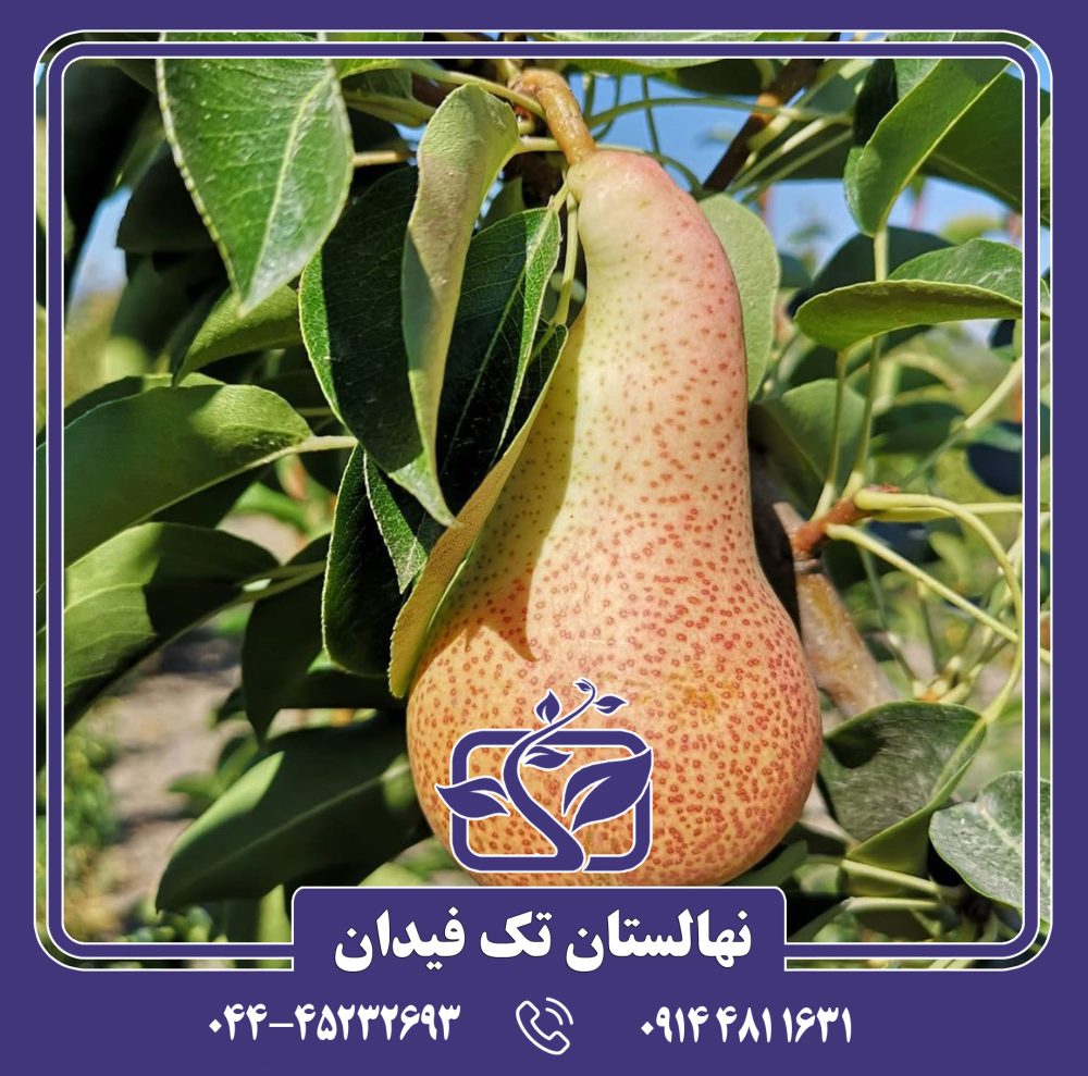 نهال گلابی کارمن