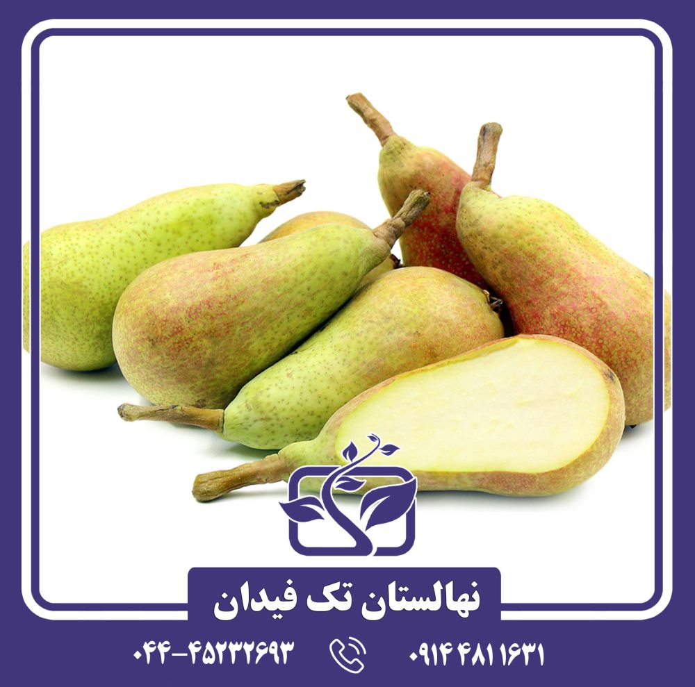 نهال گلابی کارمن