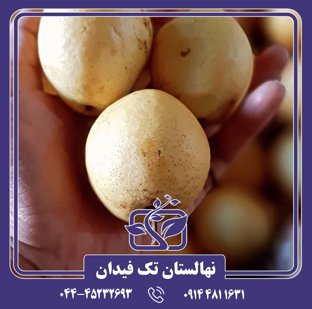 نهال گلابی کروز
