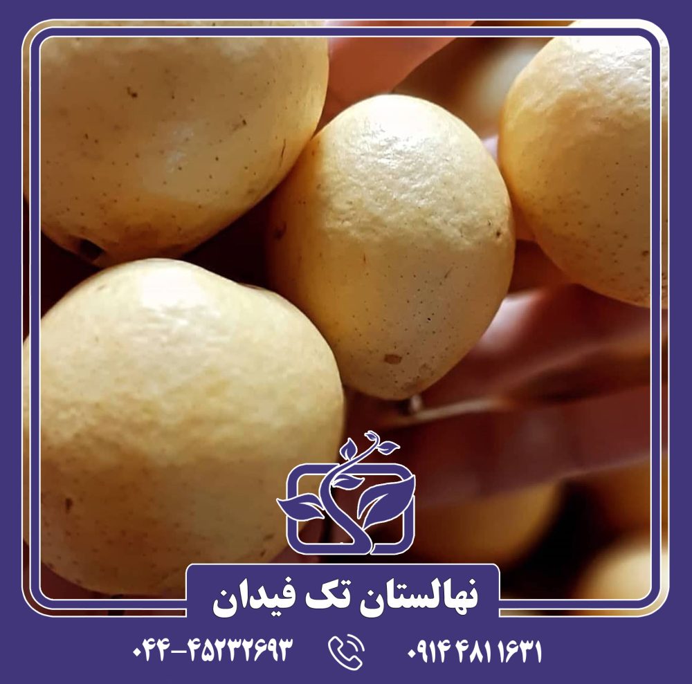 نهال گلابی کروز