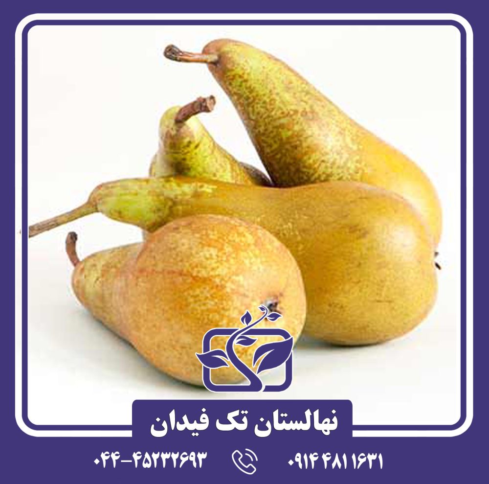 نهال گلابی کنفرانس