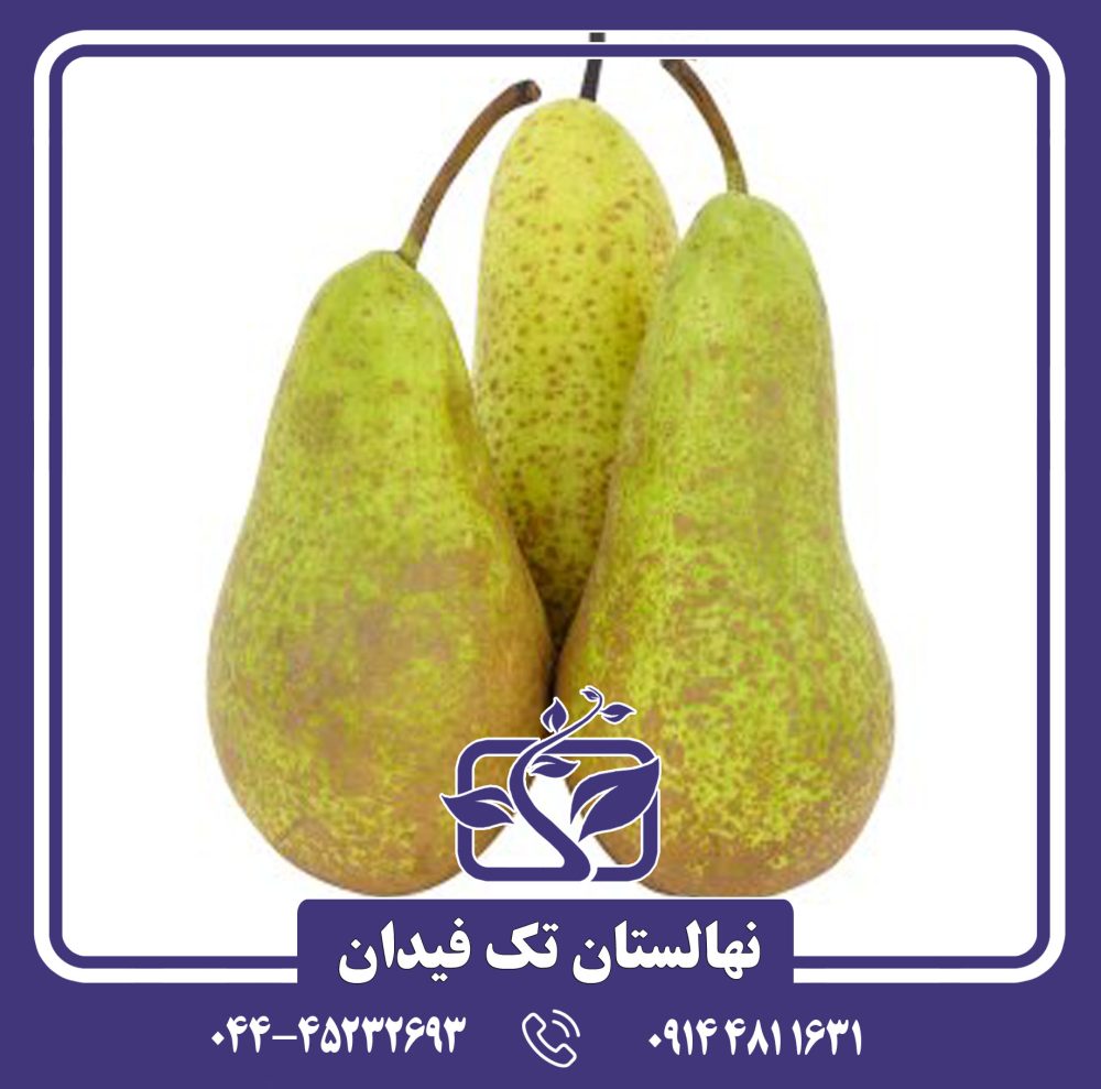 نهال گلابی کنفرانس