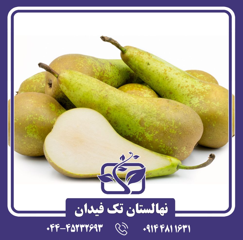 نهال گلابی کنفرانس