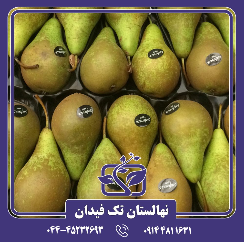 نهال گلابی کنفرانس