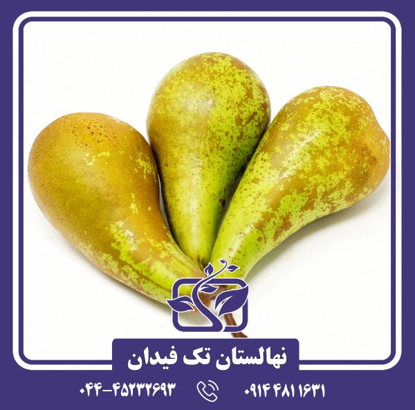 نهال گلابی کنفرانس