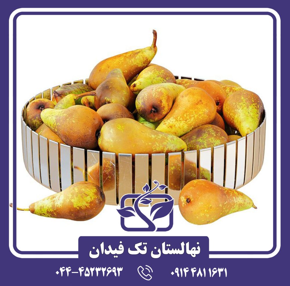 نهال گلابی کنفرانس