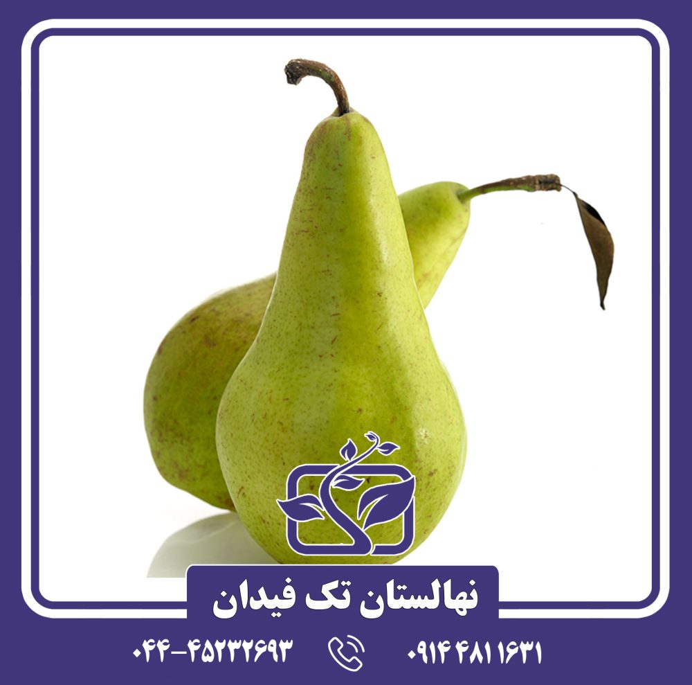 نهال گلابی کنکورد