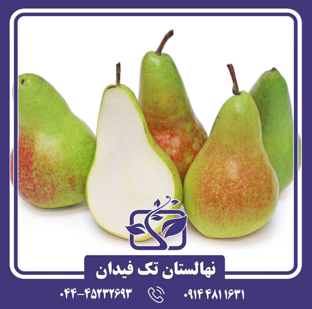 نهال گلابی کنکورد