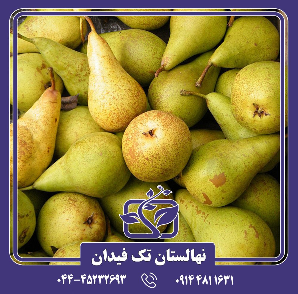 نهال گلابی کنکورد