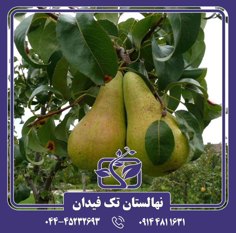 نهال گلابی کنکورد