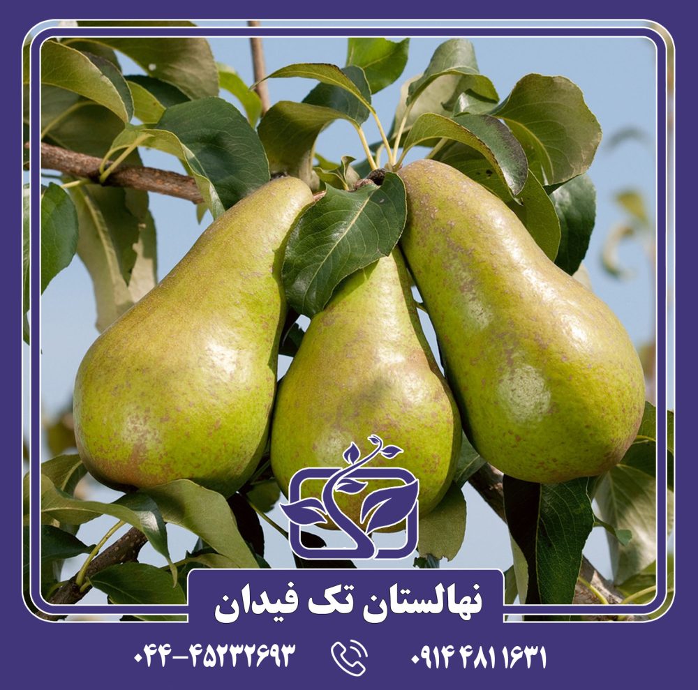 نهال گلابی کنکورد
