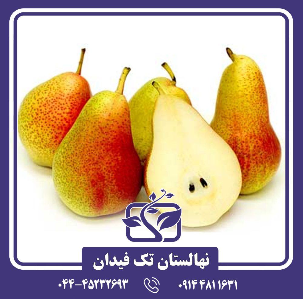 نهال گلابی کورللا