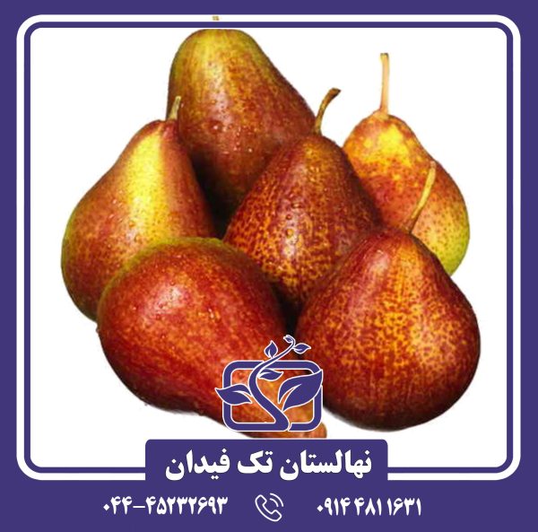 نهال گلابی کورللا