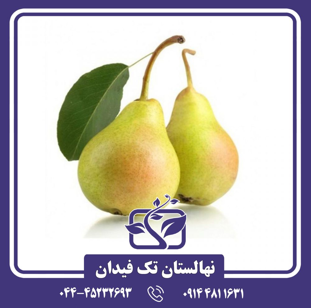 نهال گلابی کوشیا