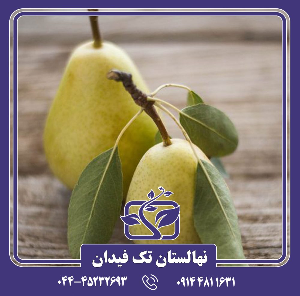 نهال گلابی کوشیا
