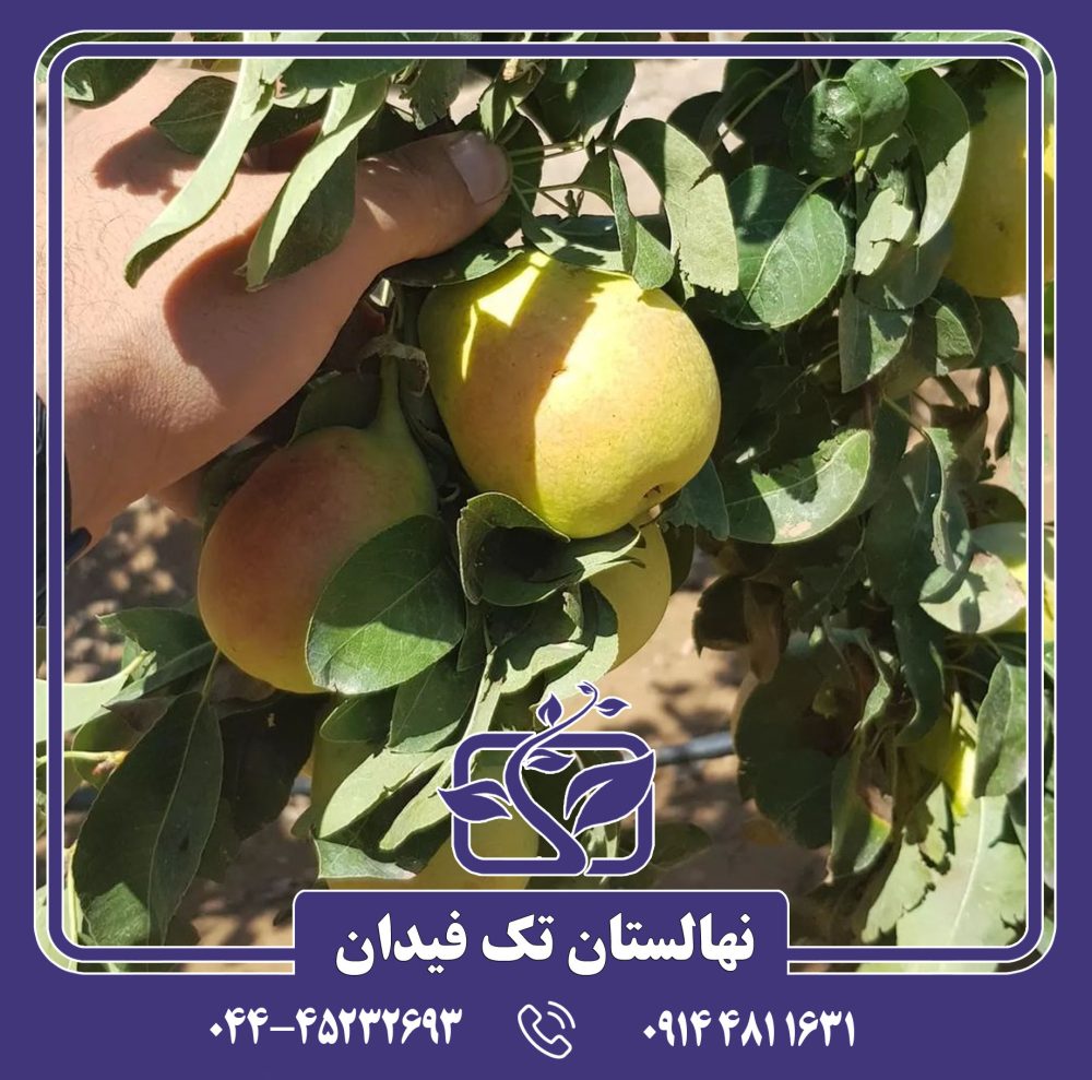 نهال گلابی کوشیا