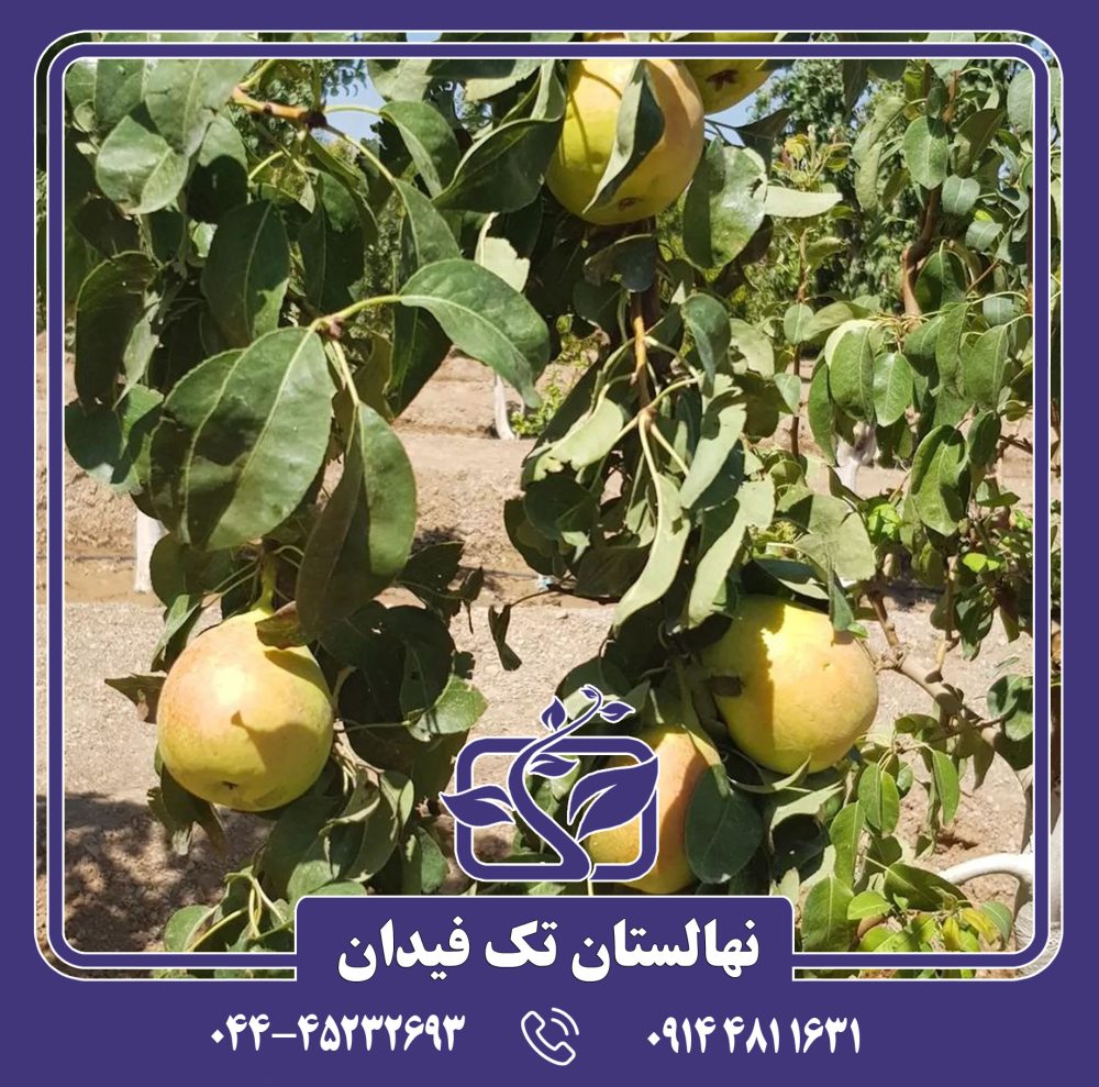 نهال گلابی کوشیا