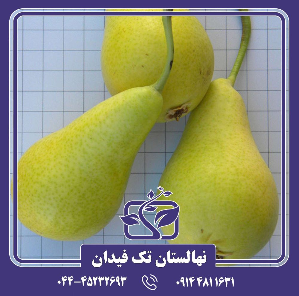 نهال گلابی کوشیا پرکاش