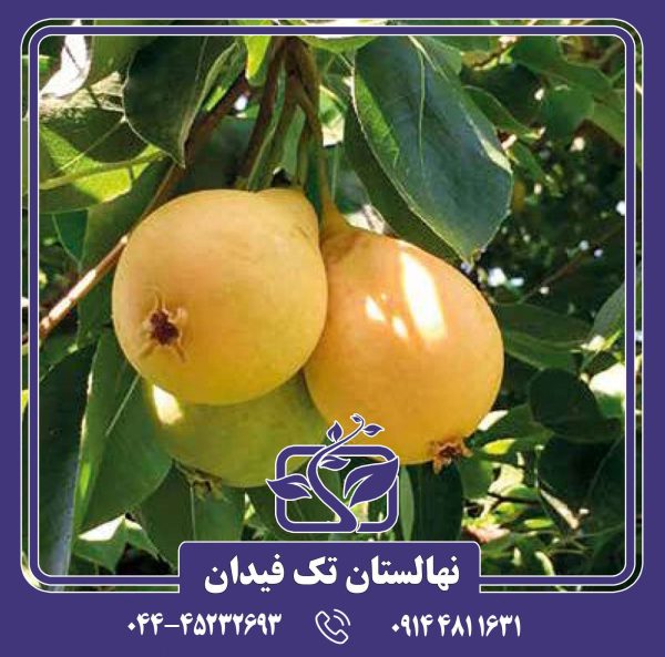 نهال گلابی کوشیا پرکاش