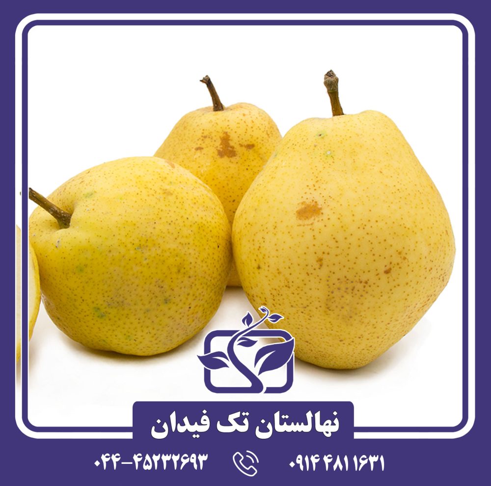 نهال گلابی کیفر