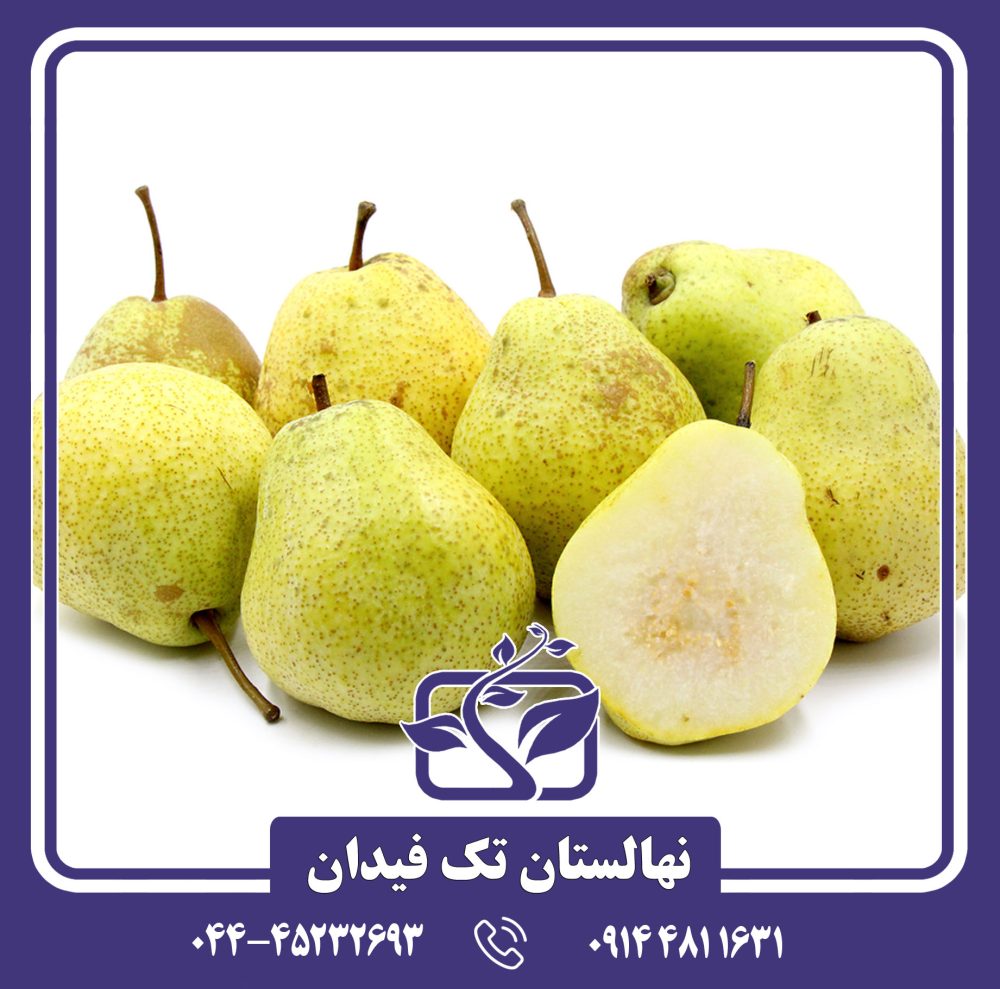 نهال گلابی کیفر