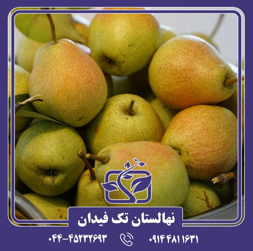 نهال گلابی کیفر