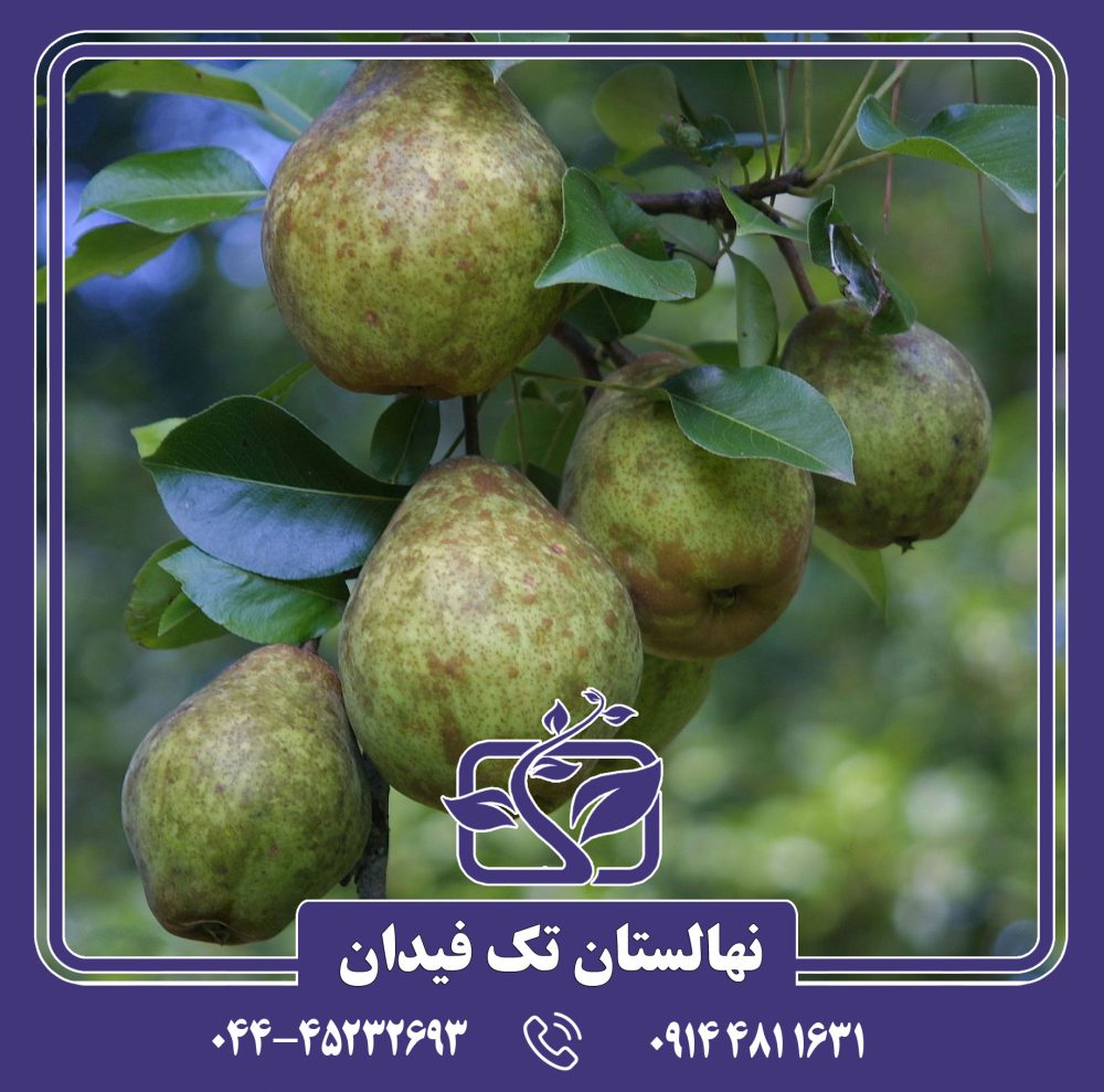 نهال گلابی کیفر