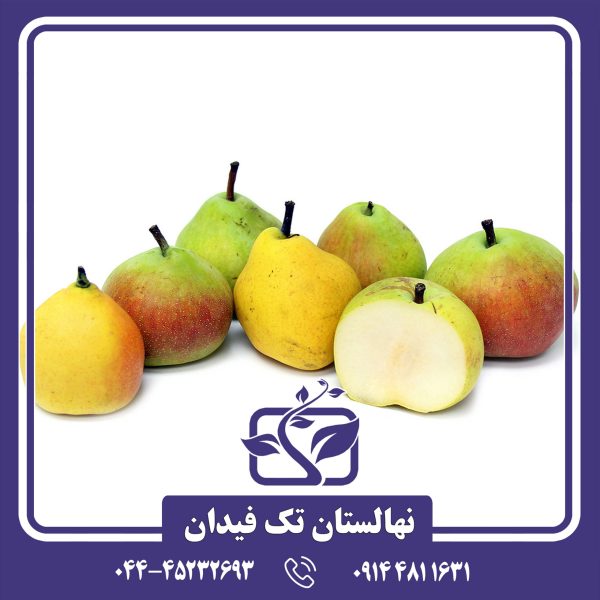 نهال گلابی گاربر
