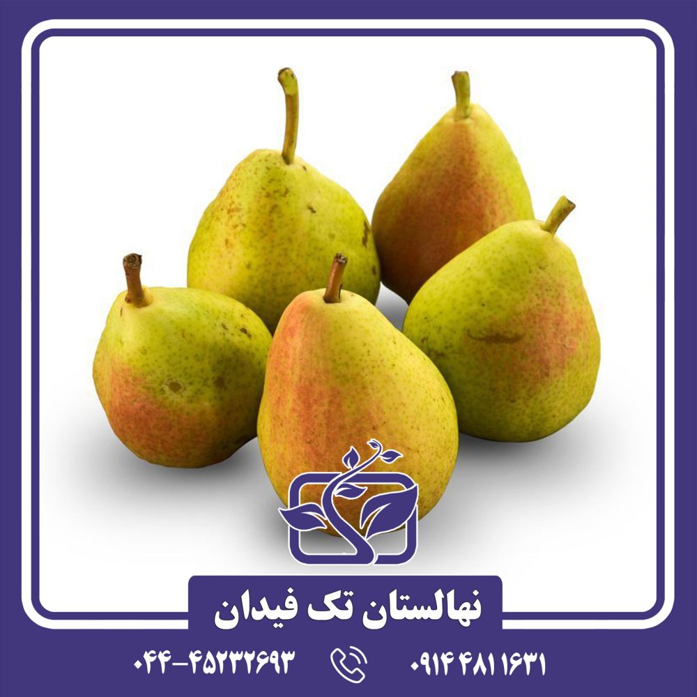 نهال گلابی گیوت
