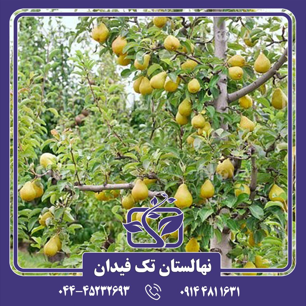 نهال گلابی گیوت