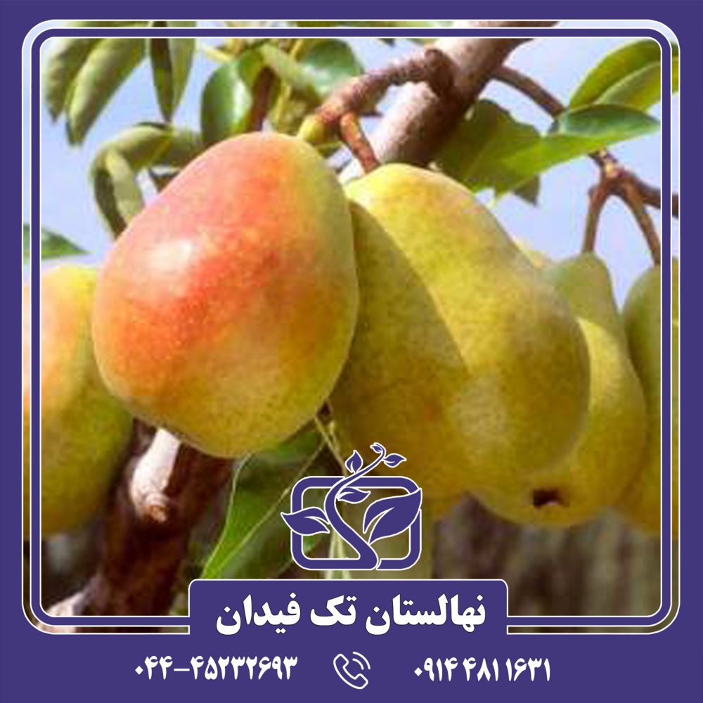 نهال گلابی گیوت
