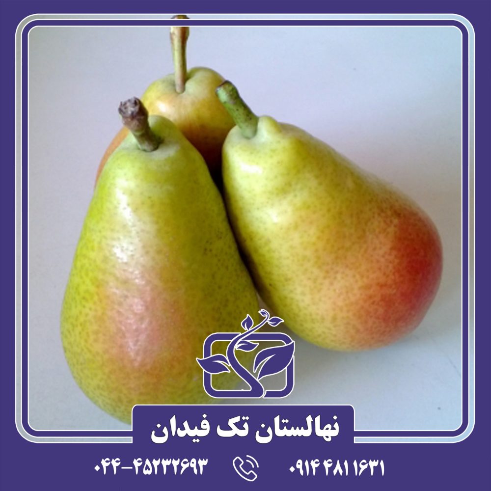نهال گلابی گیوت
