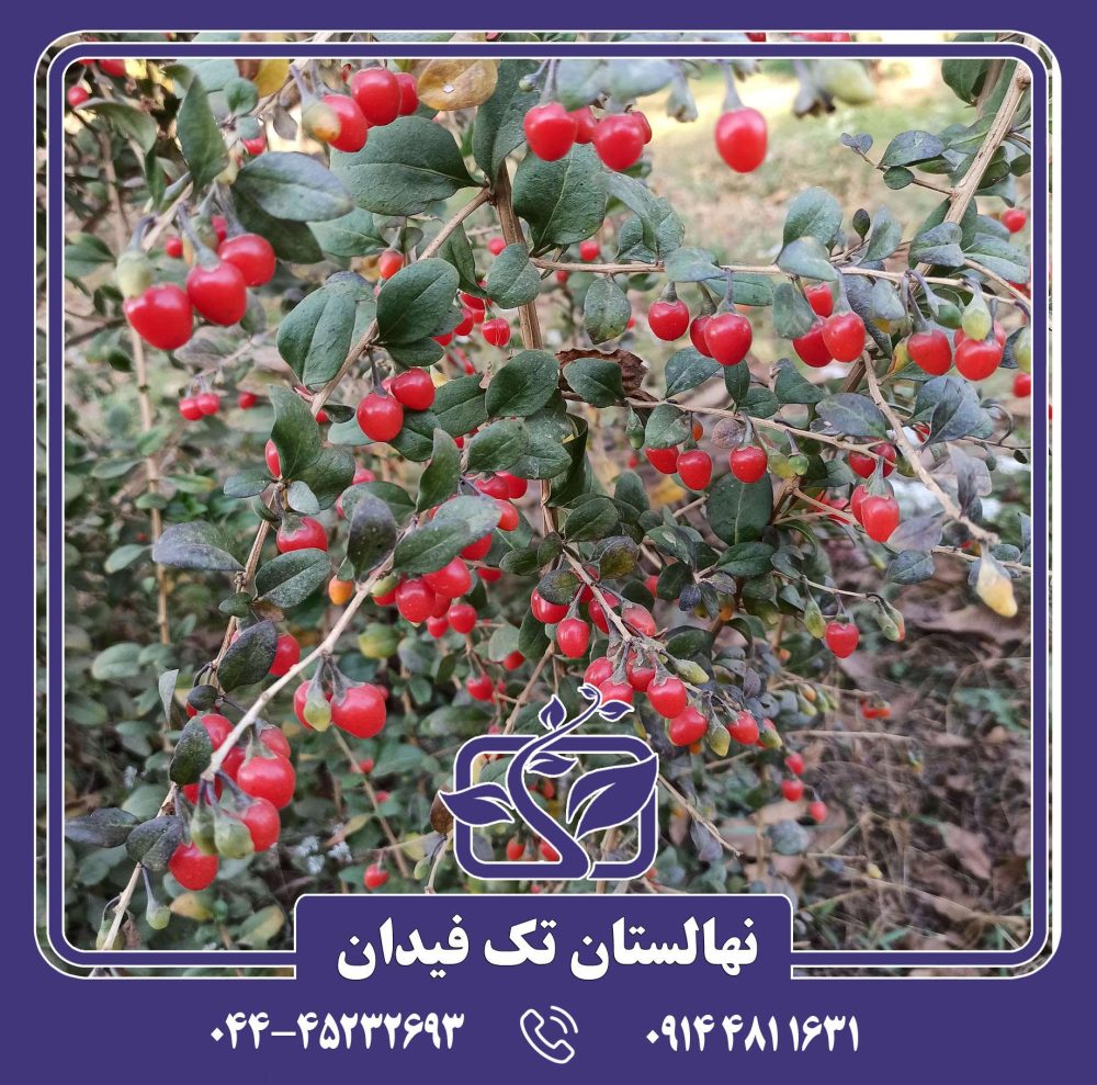 نهال گوجی بری