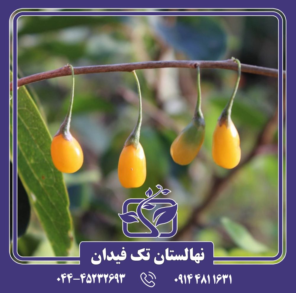 نهال گوجی بری زرد