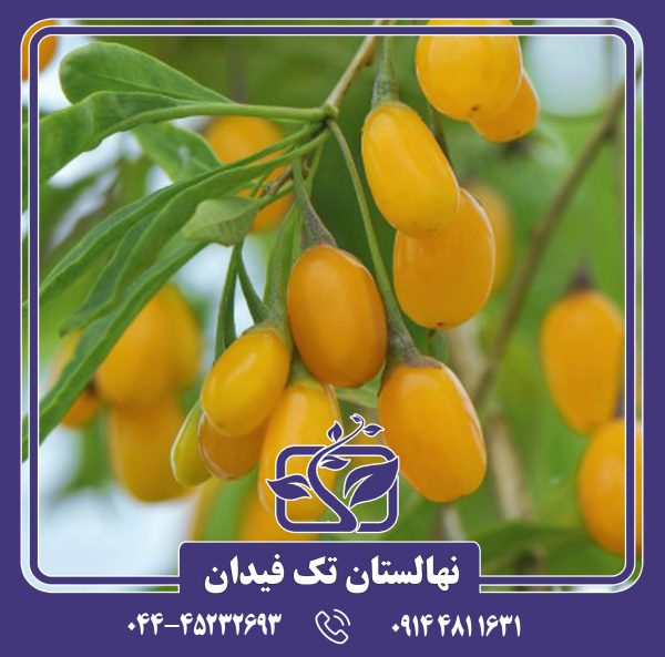 نهال گوجی بری زرد